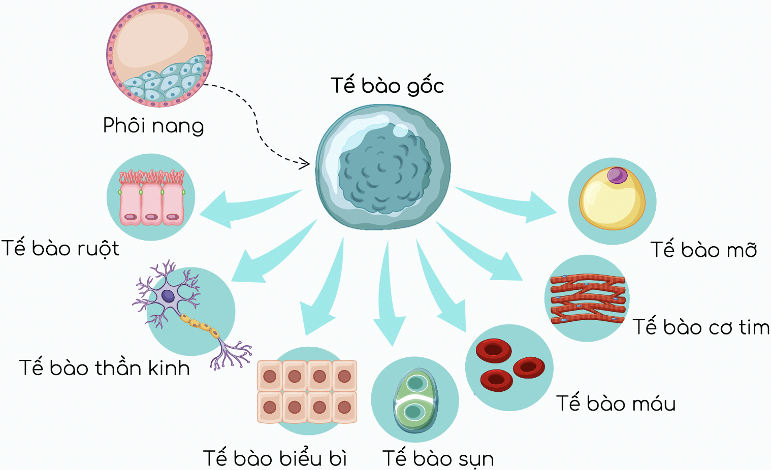 tế bào gốc